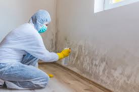 Professional Mold Removal & Remediation in Jean Lafitte, LA