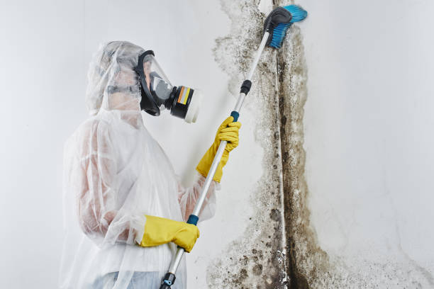 Best Attic Mold Removal  in Jean Fitte, LA