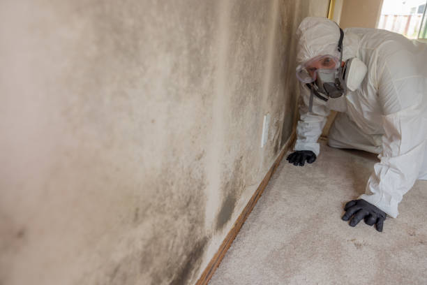 Biohazard Mold Removal in Jean Lafitte, LA