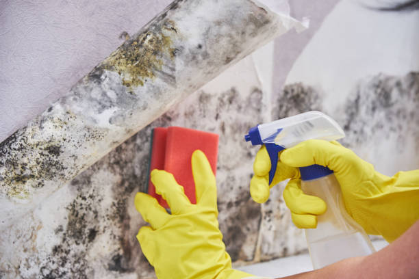 Best Comprehensive Air Testing for Mold Contaminants  in Jean Fitte, LA